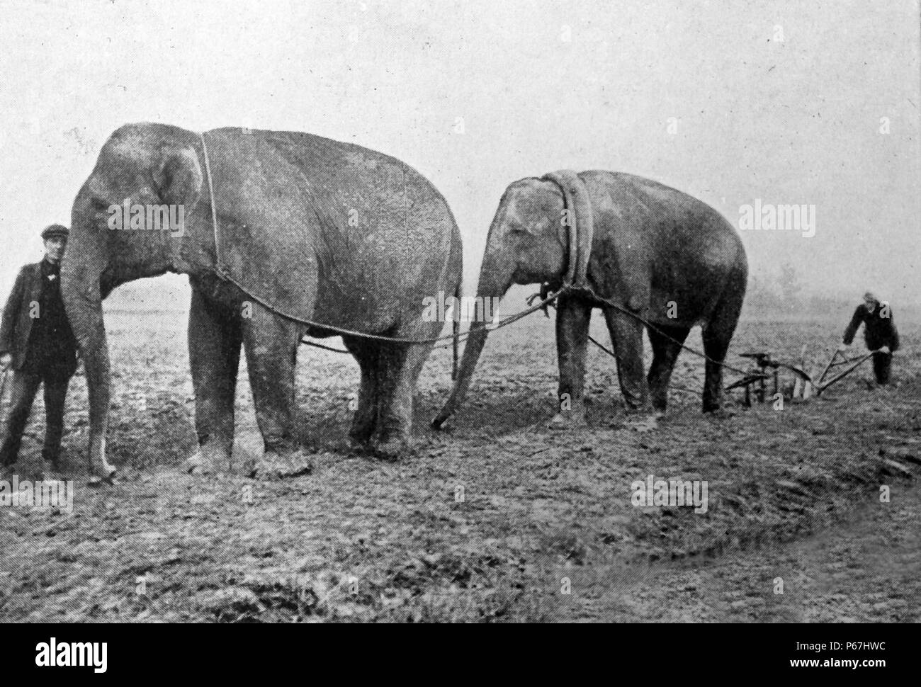 Elefanten in England verwendet, um mit Farm helfen arbeiten während Weltkrieges einer 1916 Stockfoto