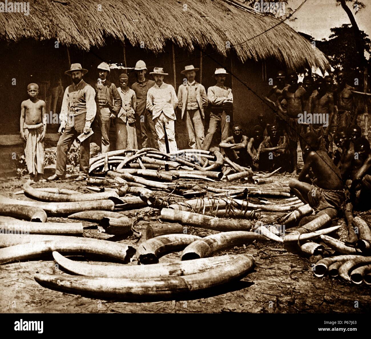 Belgische Kolonialzeit Kongo. Afrika wurde zu einem Zentrum für Elfenbein Jagd von Elefanten getötet für Sport;   oder Elfenbein 1900 Stockfoto