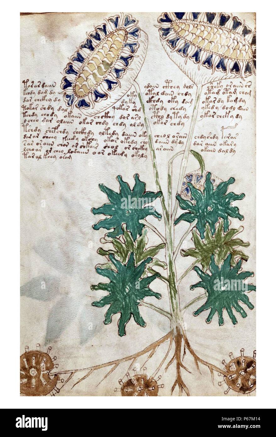 Das Voynich-Manuskript gilt als von den Gelehrten interessantesten und geheimnisvolle Dokument jemals gefunden. Vom 16. Jahrhundert Stockfoto