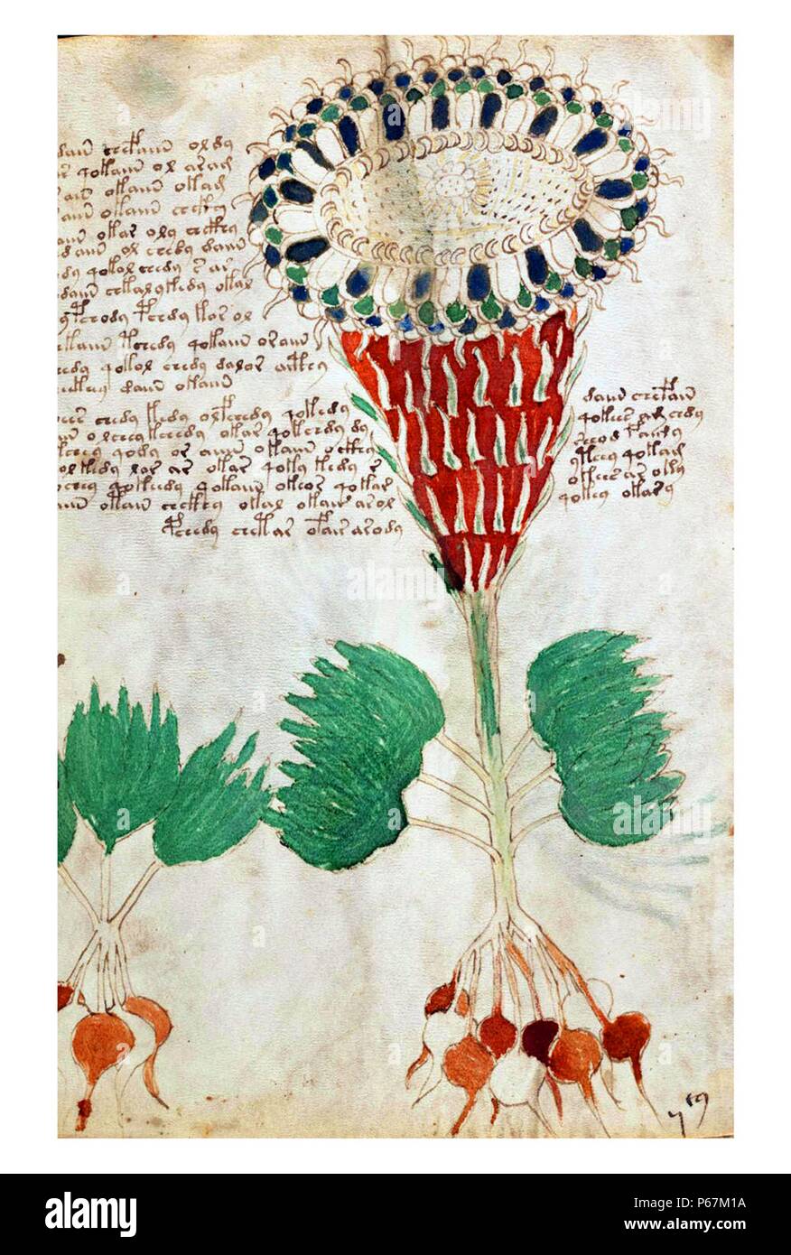 Das Voynich-Manuskript gilt als von den Gelehrten interessantesten und geheimnisvolle Dokument jemals gefunden. Vom 16. Jahrhundert Stockfoto