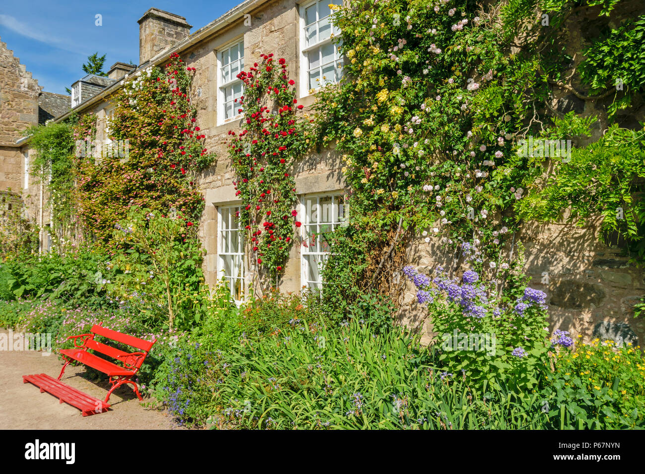 CAWDOR CASTLE NAIRN SCHOTTLAND INNENAUSBAU WAND bedeckt mit rot, gelb und rosa Kletterer Rosen Stockfoto