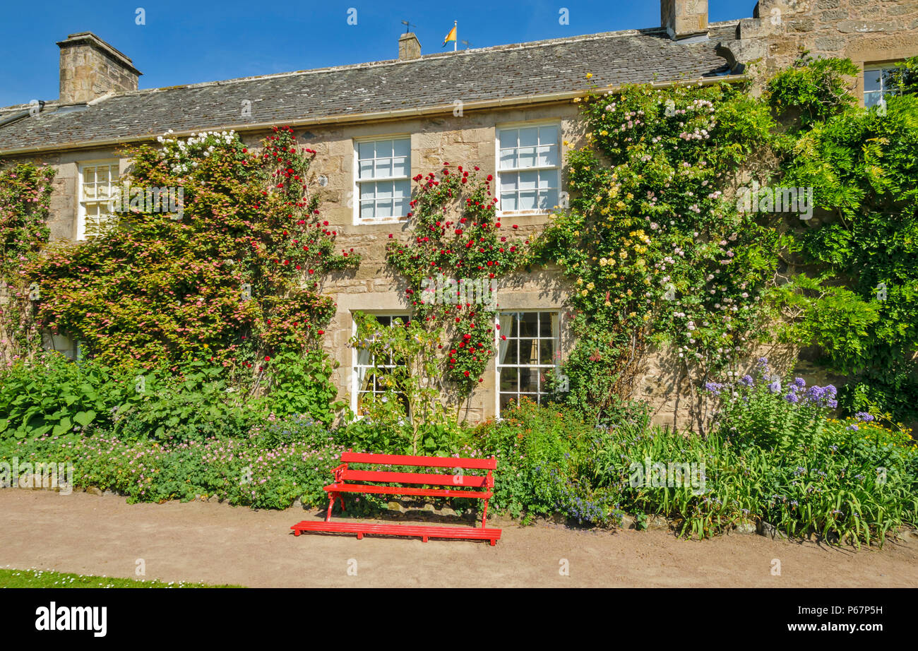 CAWDOR CASTLE NAIRN SCHOTTLAND RED BANK UND INNENAUSBAU WAND bedeckt mit rot, gelb und rosa Kletterer Rosen Stockfoto