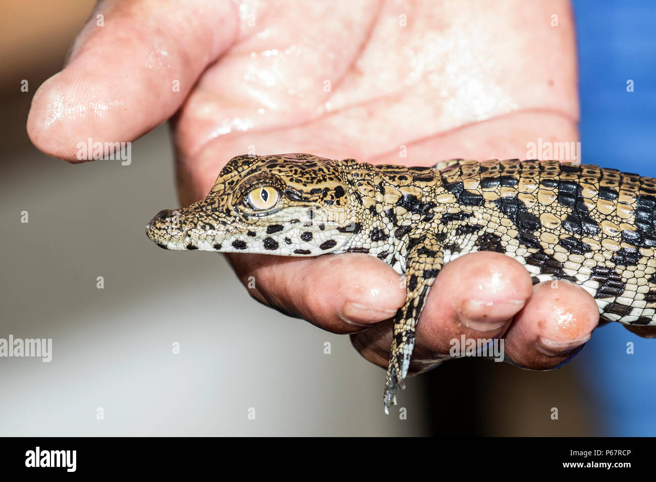 Baby - Nilkrokodil Crocodylus niloticus - hatchling" gerade von Shell entstanden ist und in der Hand für die Übertragung auf Tank statt. Stockfoto