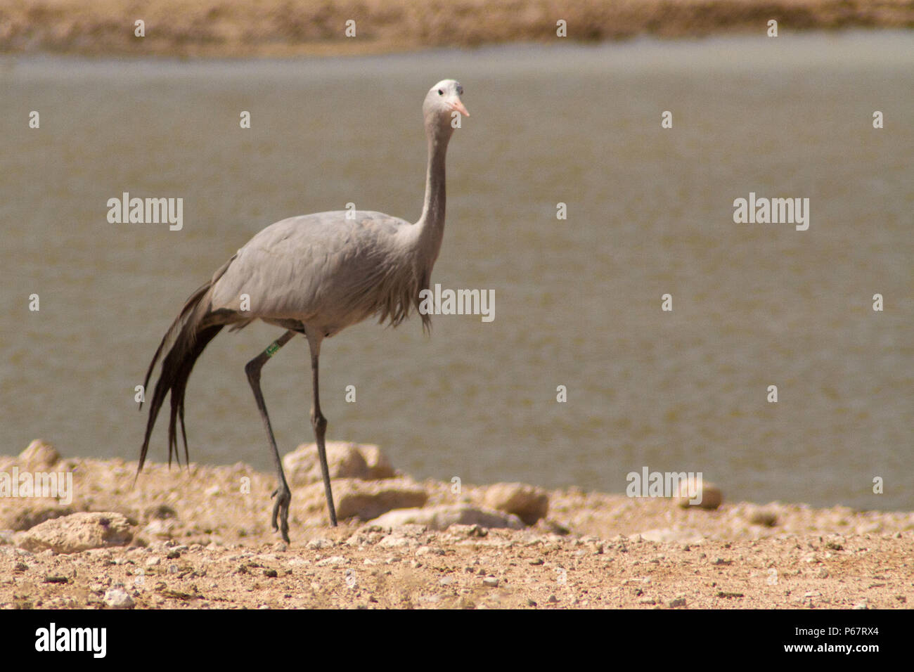 Gefährdete Blue Crane - anthropoides Paradiseus - durch Wasserloch im Etosha National Park. Stockfoto