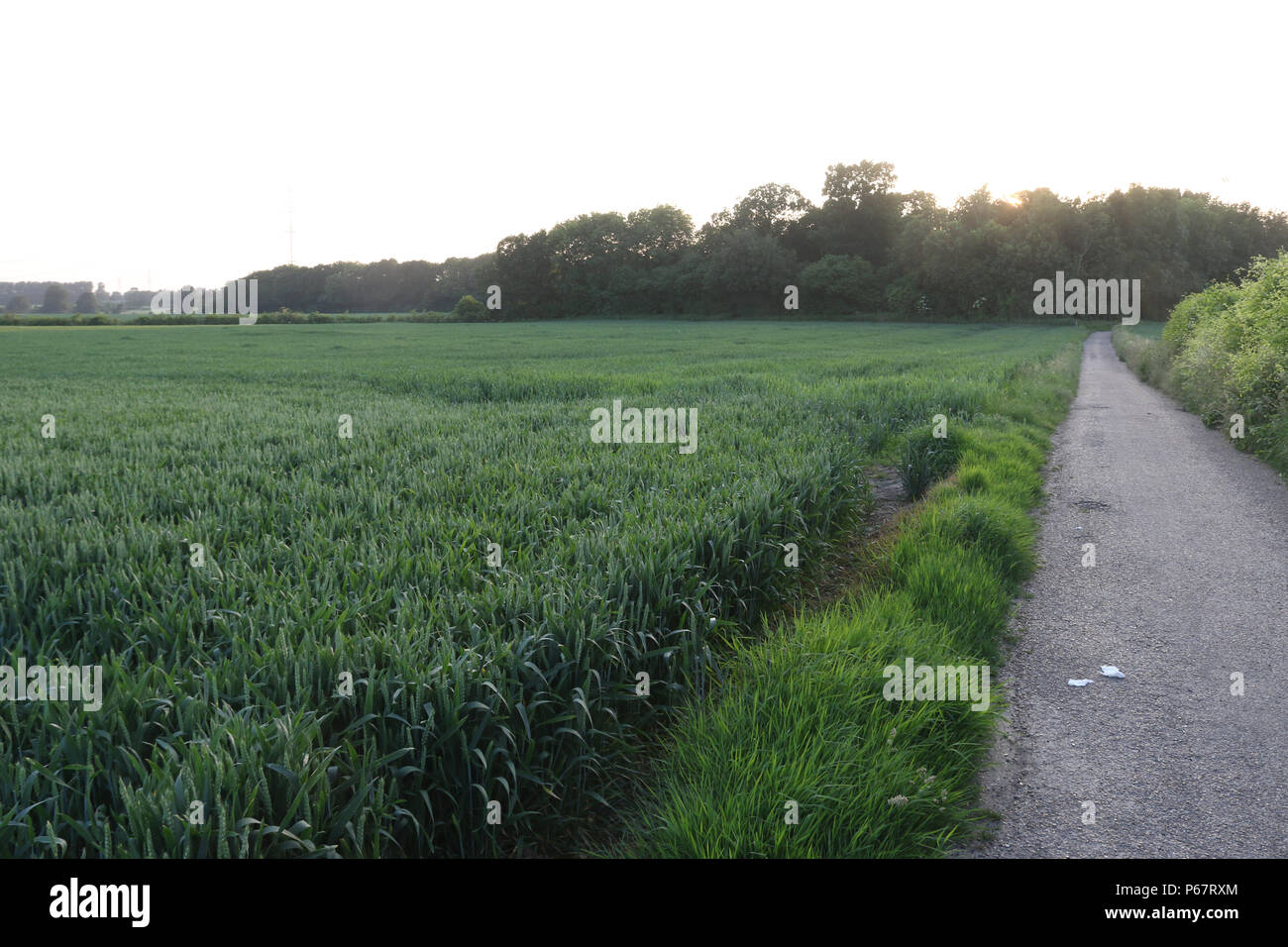 Blick über Ackerland im Süden östlich von Canterbury, Kent. Die Einheimischen kennen die Gegend wie Mount Farm und Barton Farm. Stockfoto