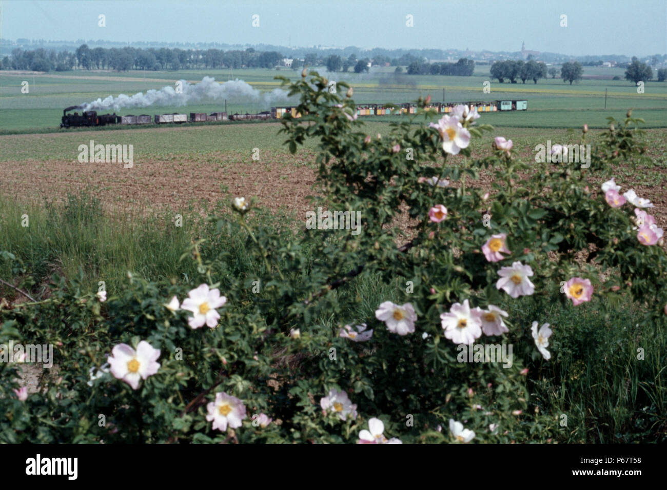 Polnischen Staatsbahnen 600 mm Spurweite Tx 4 0-8-0 T Nr. 564 führt den Hund Rosen an Rydlewo auf der Znin - gasawa Line am Dienstag, den 31. Mai 1983. Stockfoto