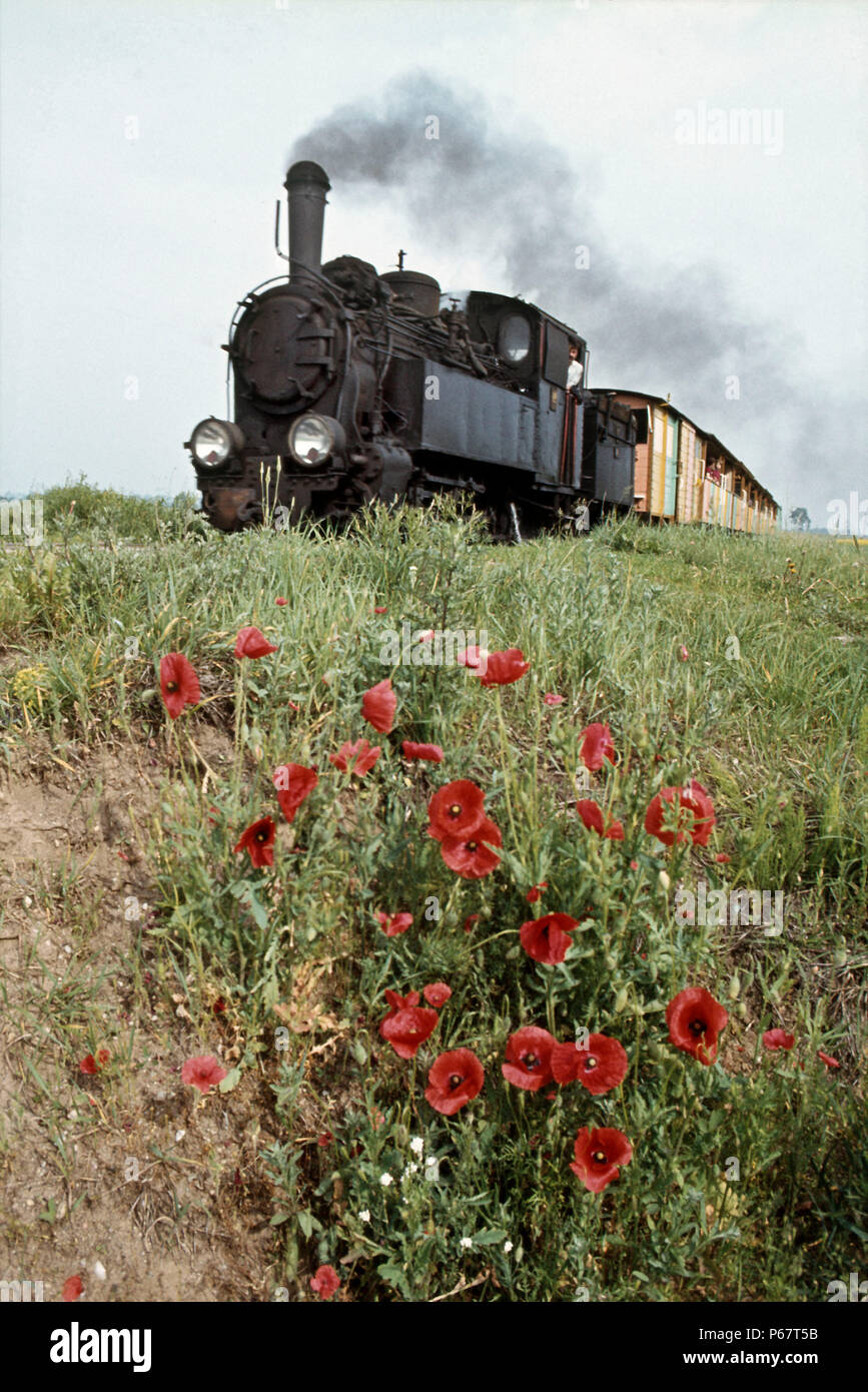 Polnischen Staatsbahnen 600 mm Spurweite Tx 4 0-8-0 T Nr. 564 führt den Hund Rosen an Rydlewo auf der Znin - gasawa Line am Dienstag, den 31. Mai 1983. Stockfoto