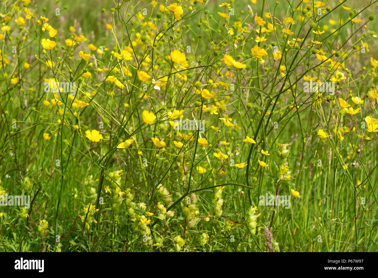 Viele butterblumen -Fotos und -Bildmaterial in hoher Auflösung – Alamy Viele butterblumen -Fotos und -Bildmaterial in hoher Auflösung – Alamy