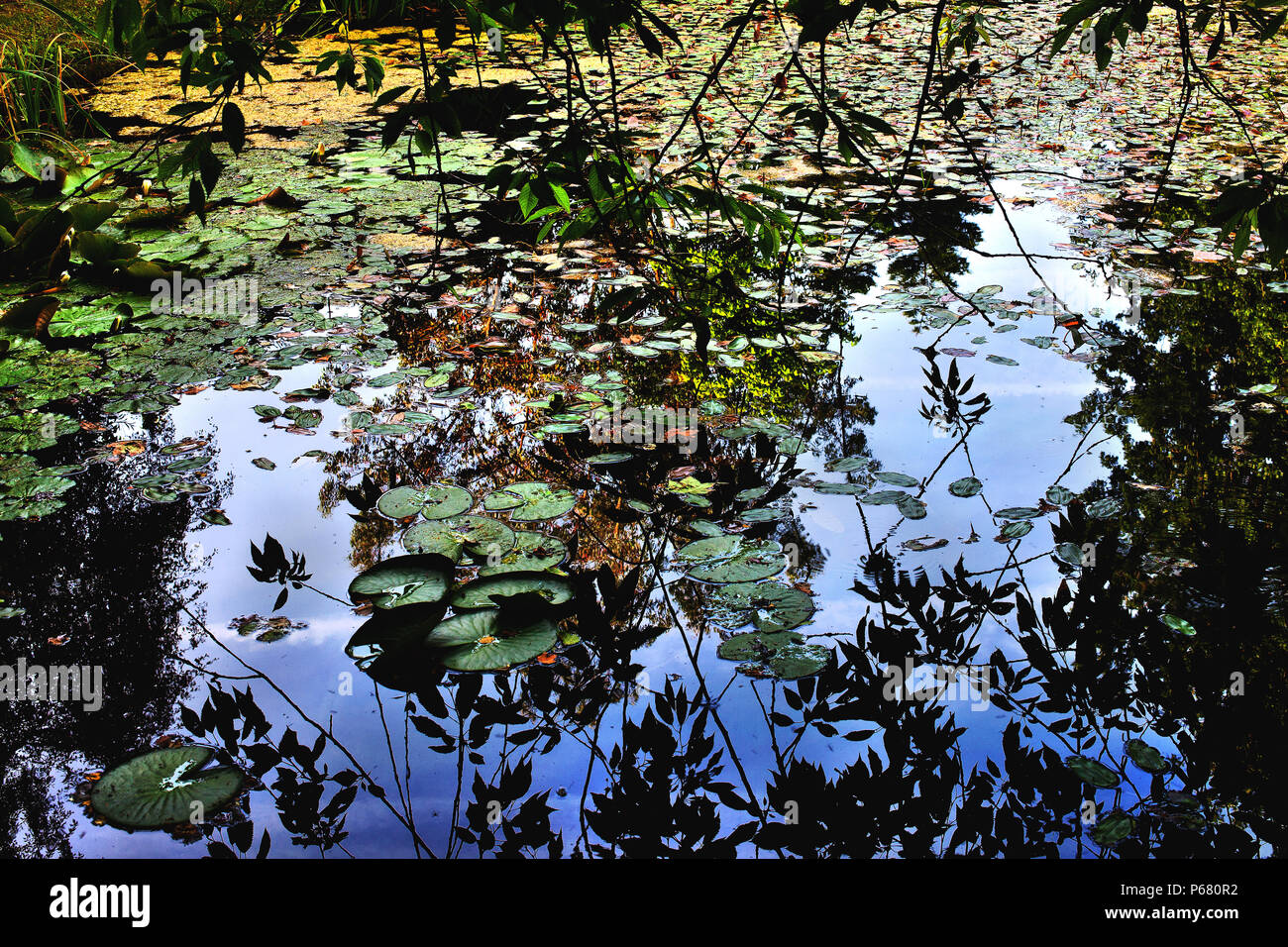 Seerosen, Norfolk, England. Stockfoto