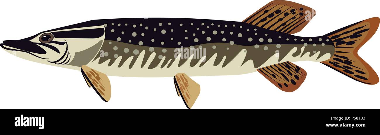 Hecht Vector Illustration Stock Vektor