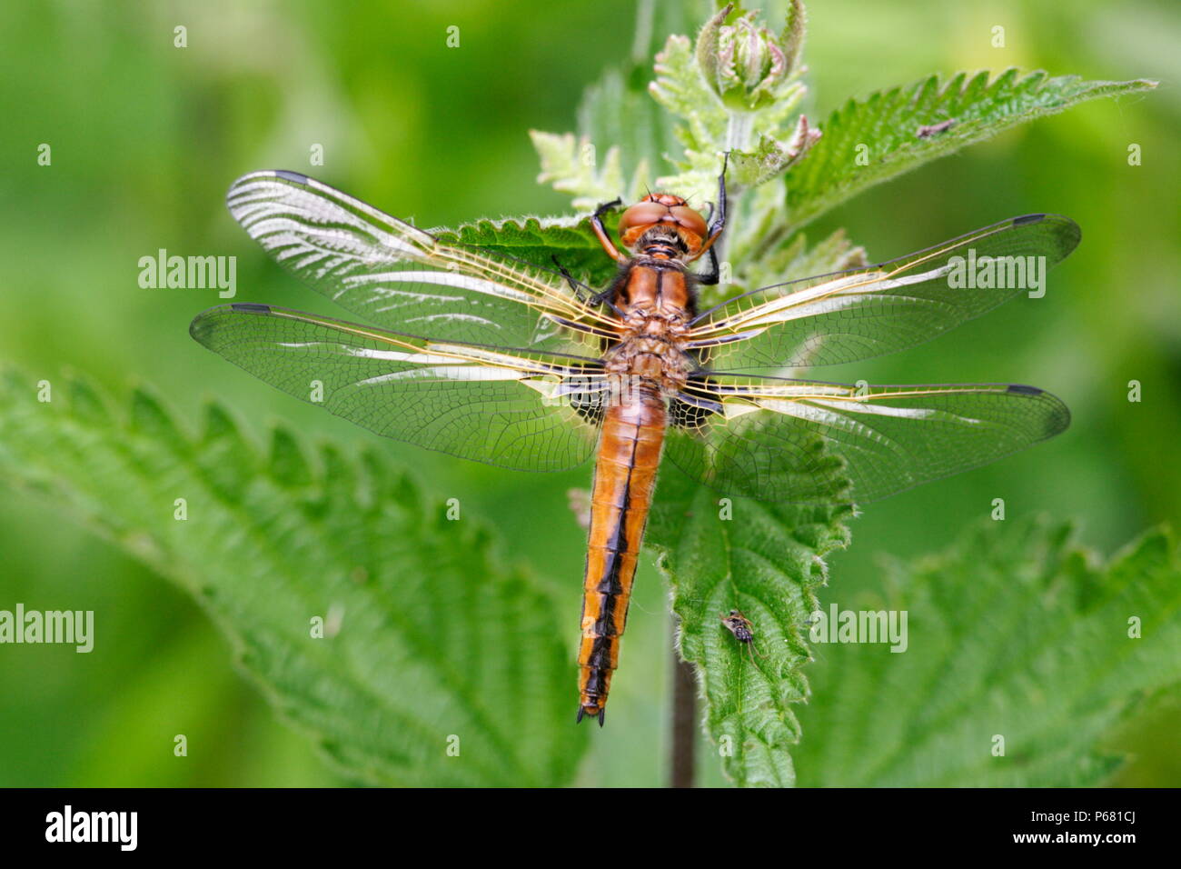 Frau knappe Chaser Dragonfly (teneral) Stockfoto