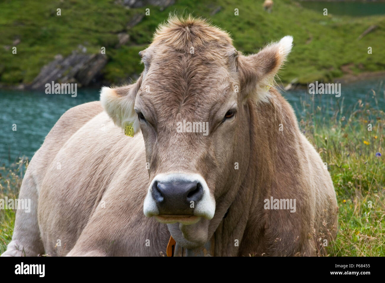 Porträt eines braunen Schweizer Kuh auf einem hohen Alp von der Bachsee, Berner Oberland, Schweiz Stockfoto