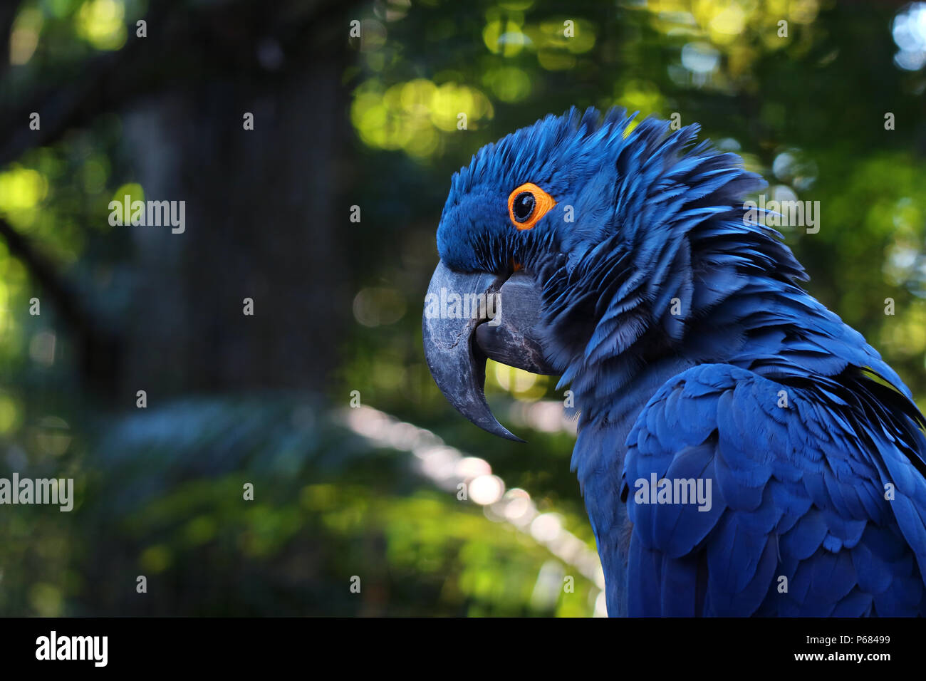 Nahaufnahme von strahlend blauen Hyazinthara, Blue Parrot Portrait mit unscharfen Hintergrund Stockfoto