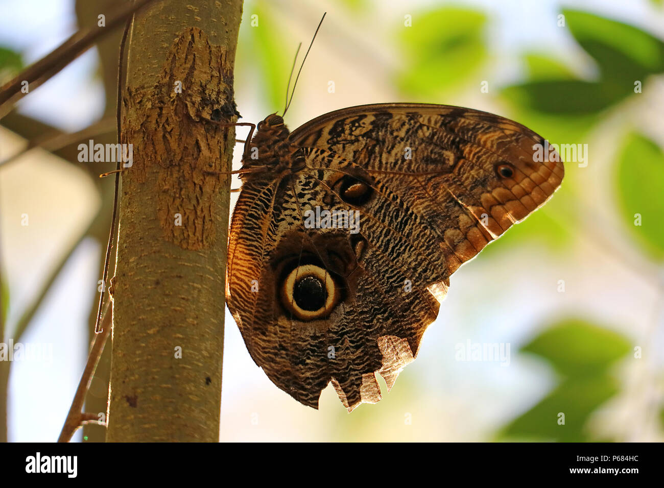 Braun mit schwarzen Flecken große buterfly ruht auf dem Baum in Iguazu Falls National Park, Puerto Iguazu, Argentinien Stockfoto