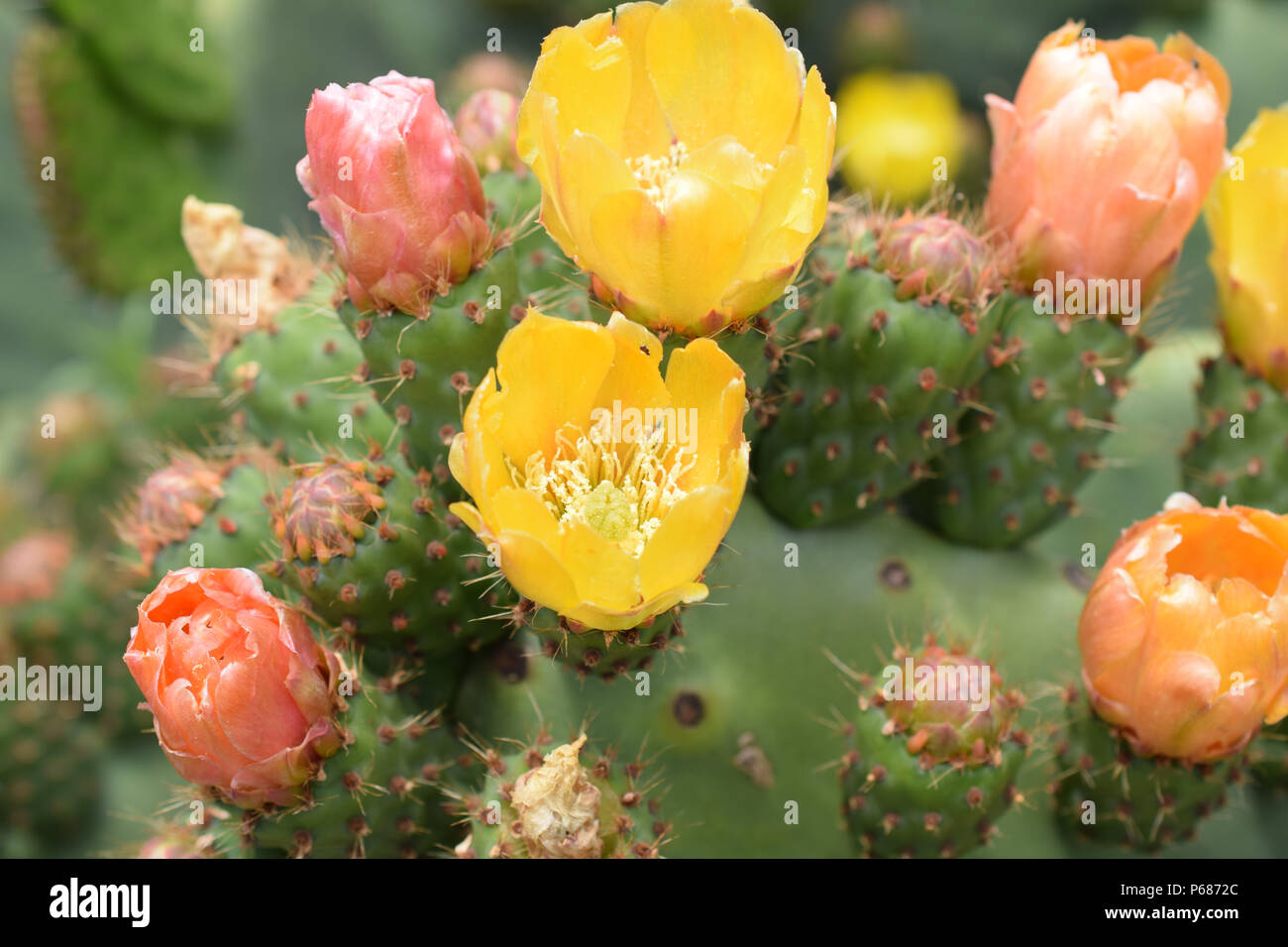 Die schöne Orange und Gelb Frühling blüht der Optunia oder Feigenkakteen. Stockfoto