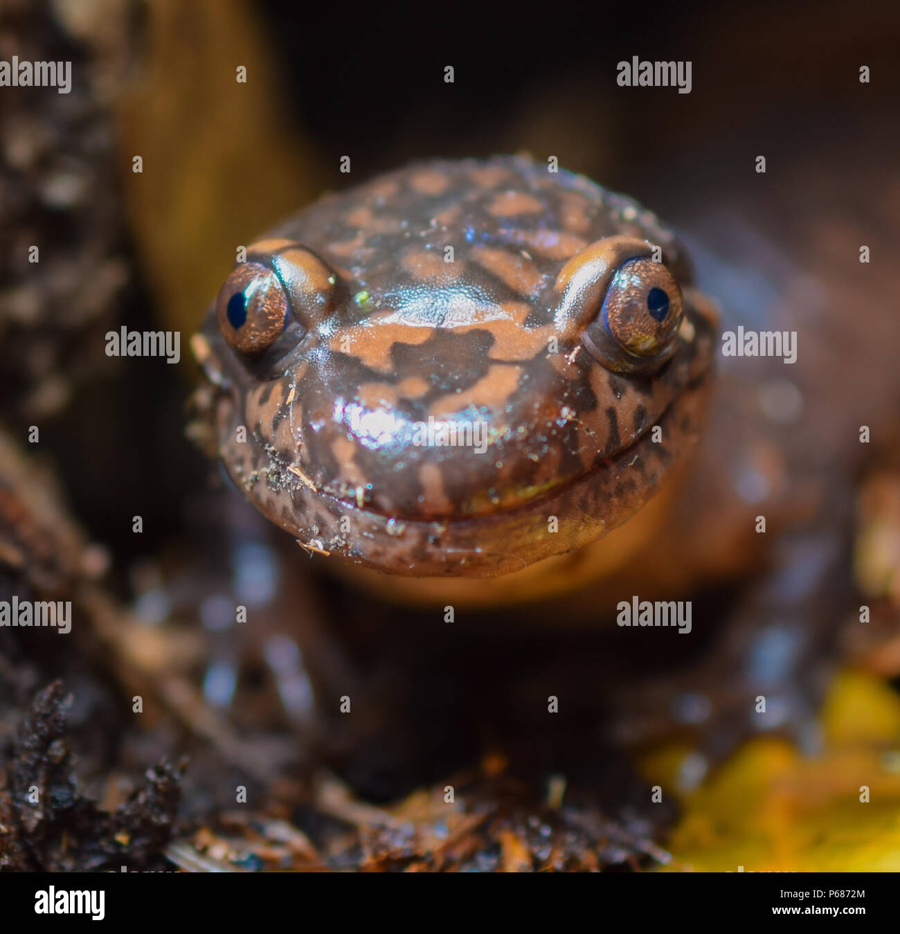 Eine riesige Küstengebiete salamander lächelt glücklich für die Kamera. Stockfoto