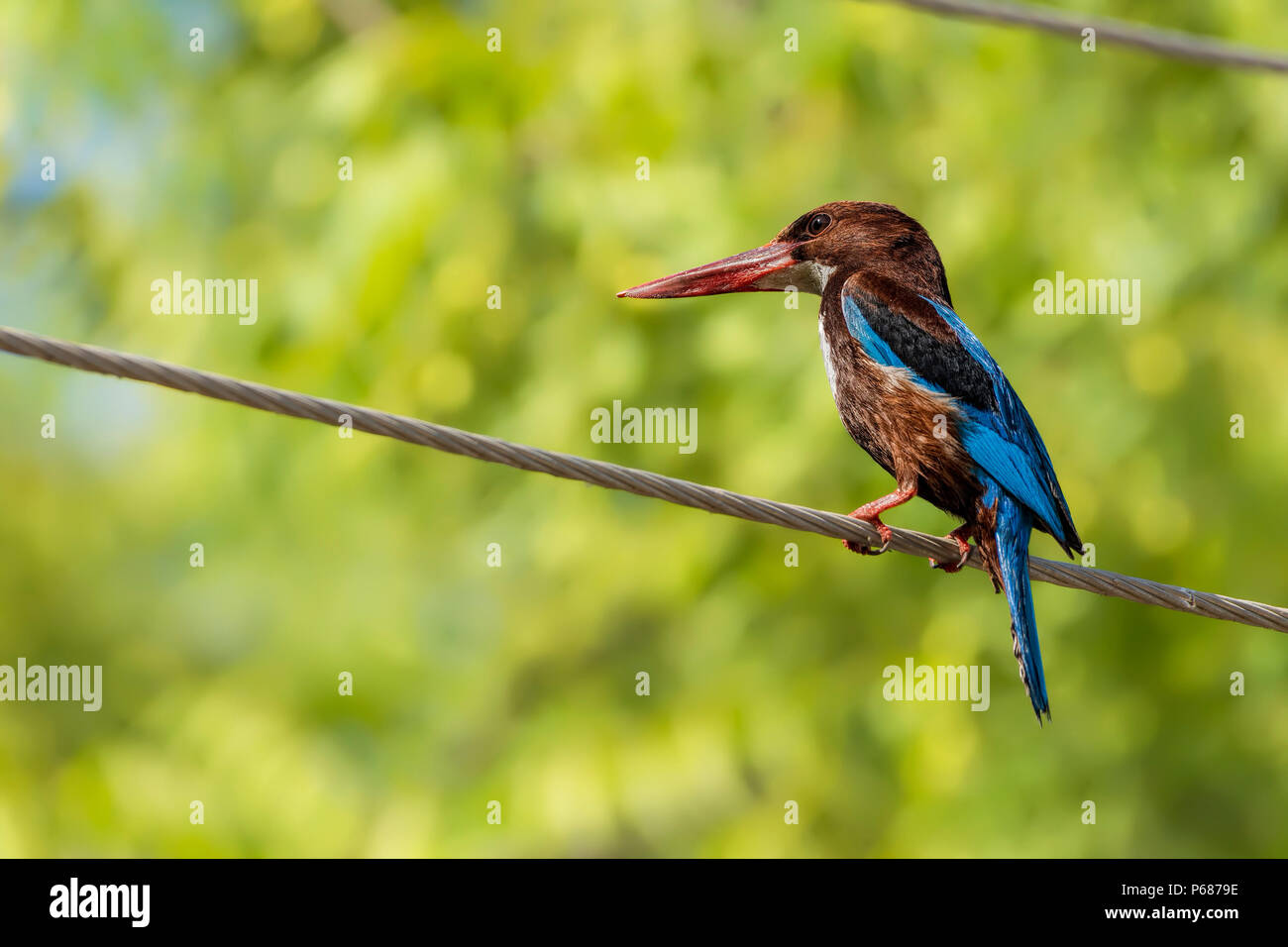 White-Throated Kingfisher (Halcyon smyrnensis). Stockfoto