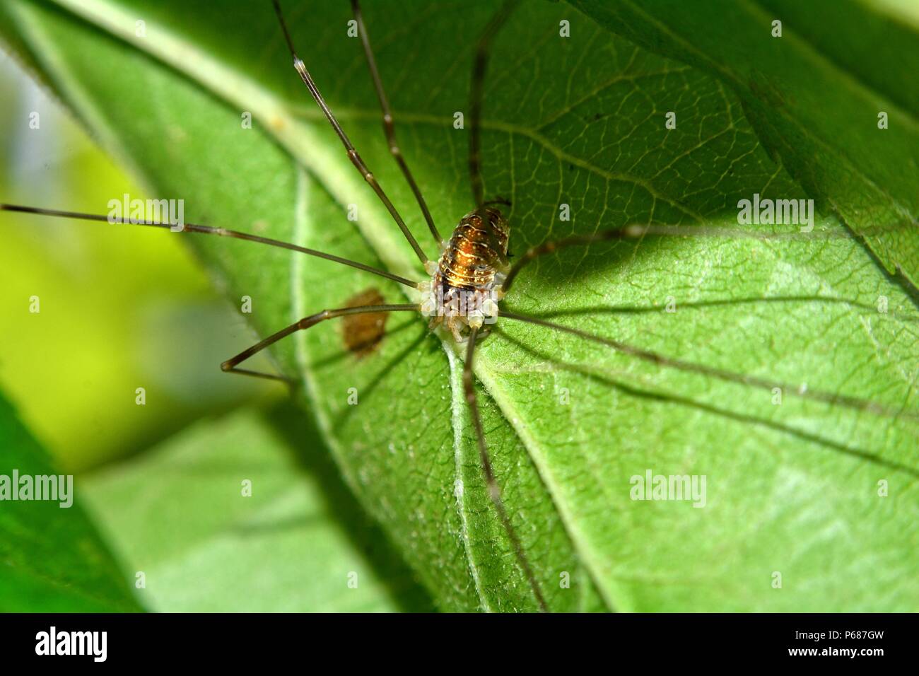 Spinne mit langen Beinen sitzt auf einem grünen Blatt Stockfoto