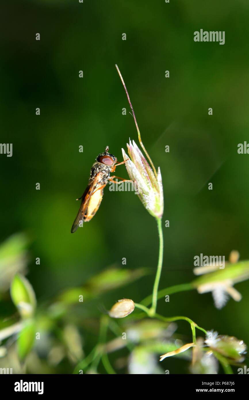 Fliegen sitzt auf grüne Pflanze in der Natur Stockfoto