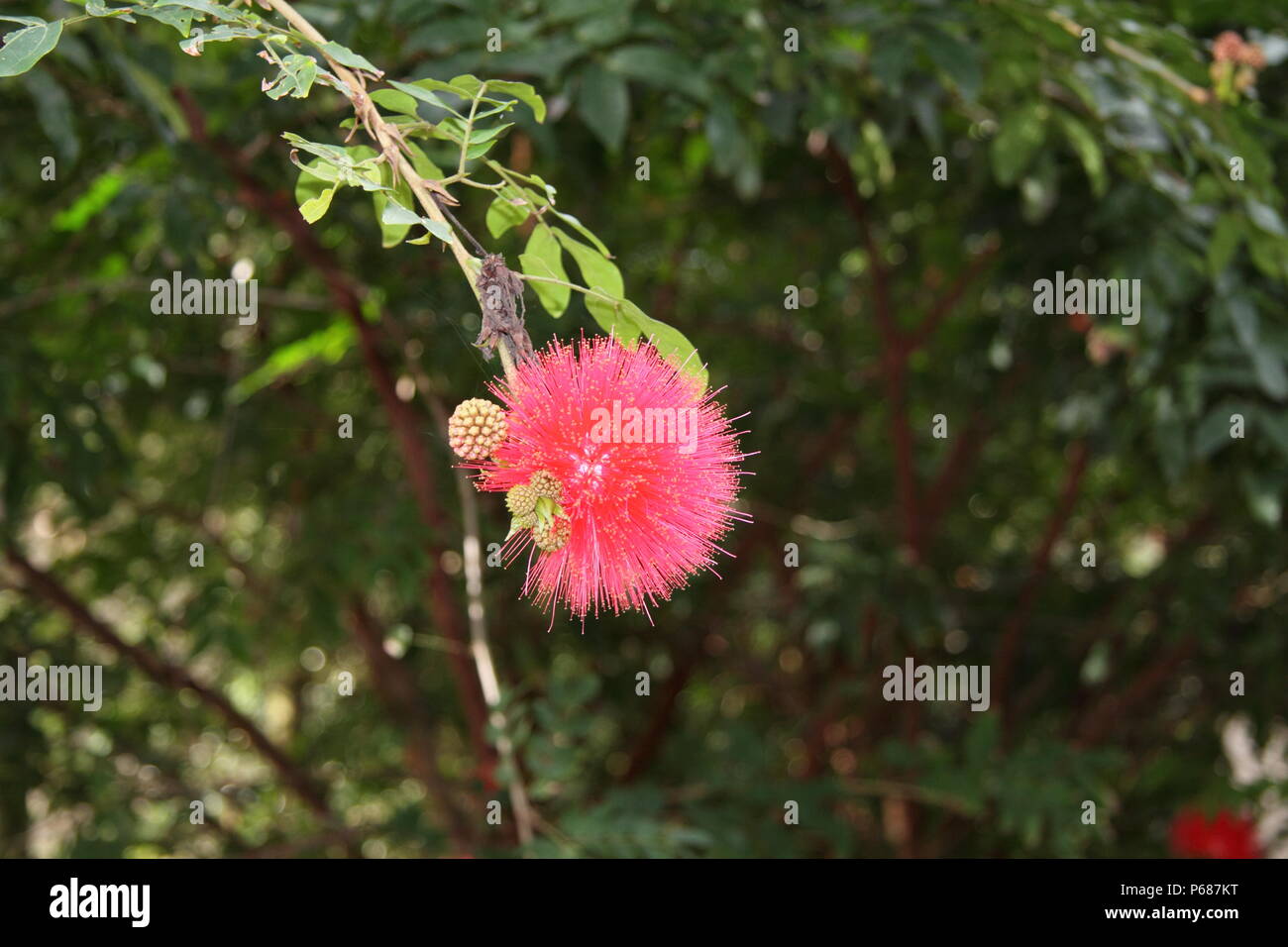 Red Powder-Puff Anlage (calliandra Haematocephala) Stockfoto