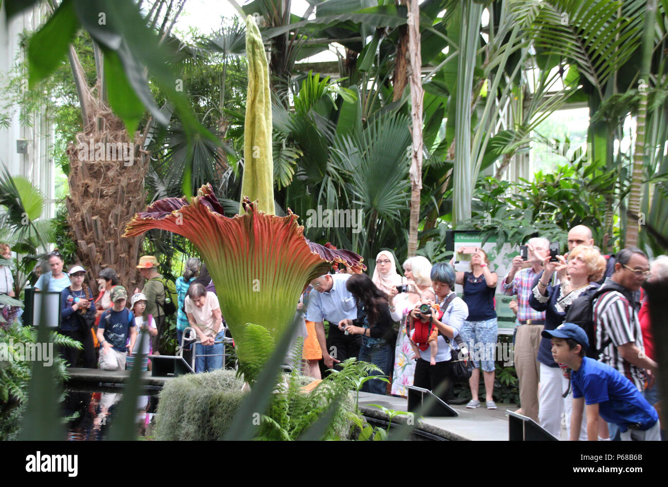 27 Juni 2018, USA, New York. Besucher bewundern die seltenen und stinkende Blume eines Titan arum Anlage (Amorphophallus titanum) an den botanischen Garten in der Bronx. Foto: Christina Horsten/dpa Stockfoto