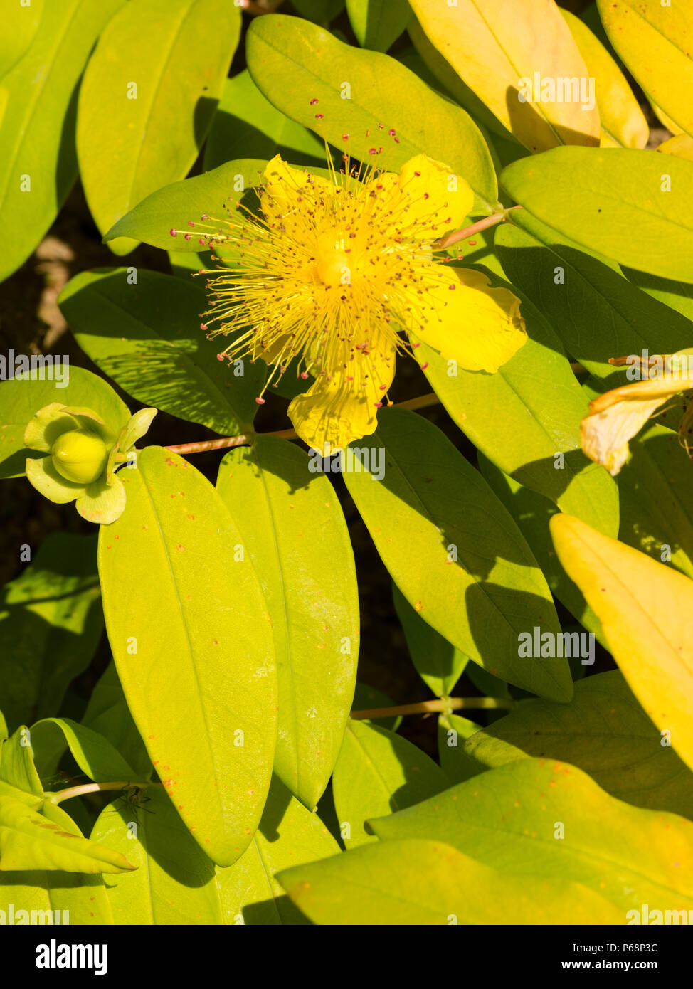 Goldgelbe Laub und powderpuff gelbe Blume der Bodenbelag Evergreen stieg von Sharon, Hypericum calycinum "Brigadoon" Stockfoto