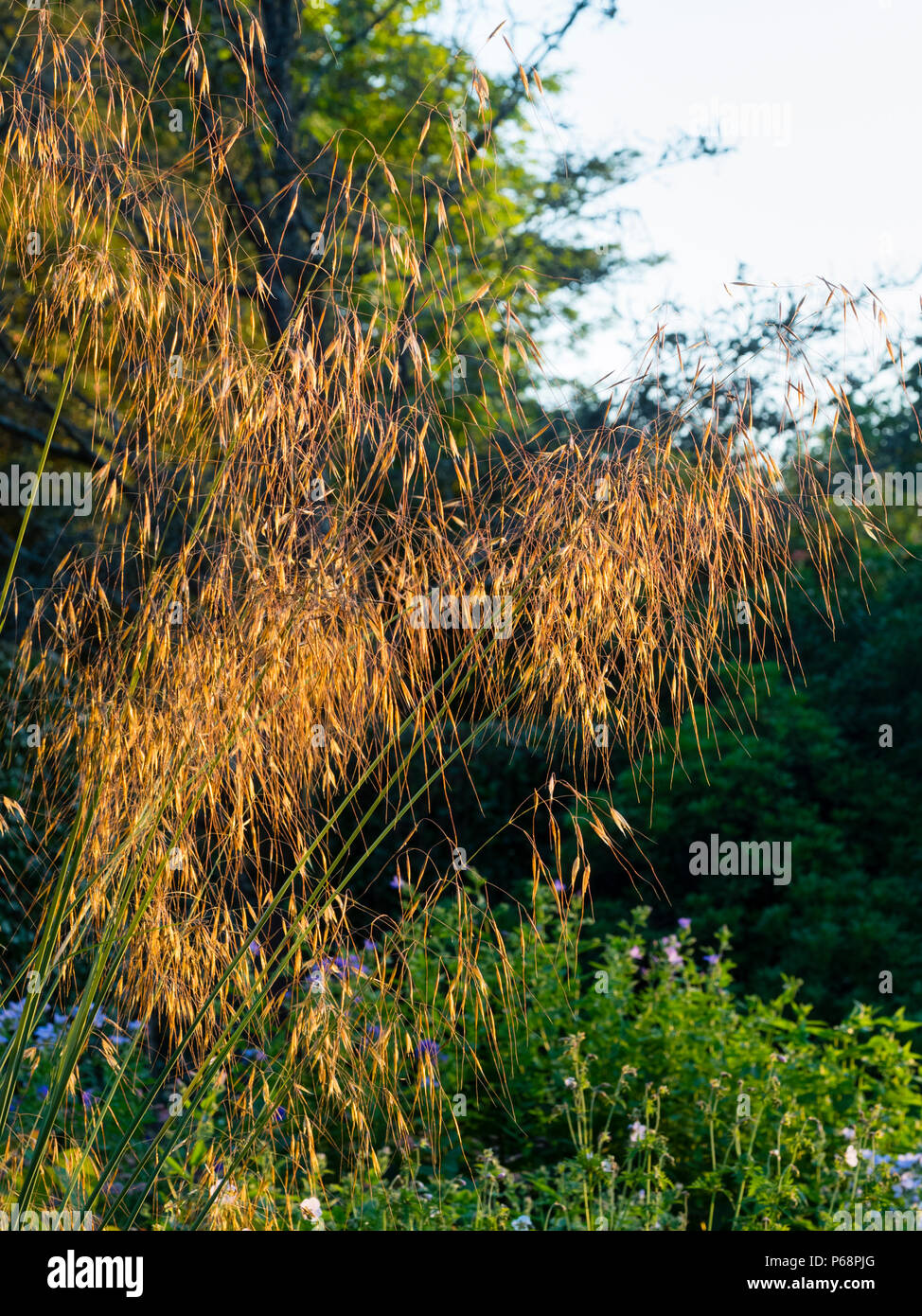 Dangling samenköpfe der ornamental grass Stipa gigantea im Abendlicht Stockfoto