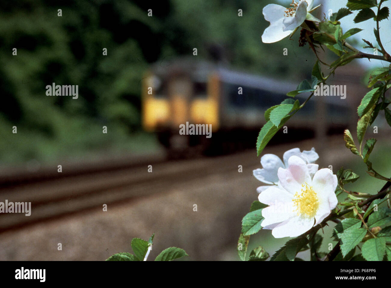 Streckenseitige blumen Kontrast mit der Dynamik des rasenden Zug. C 1991 Stockfoto