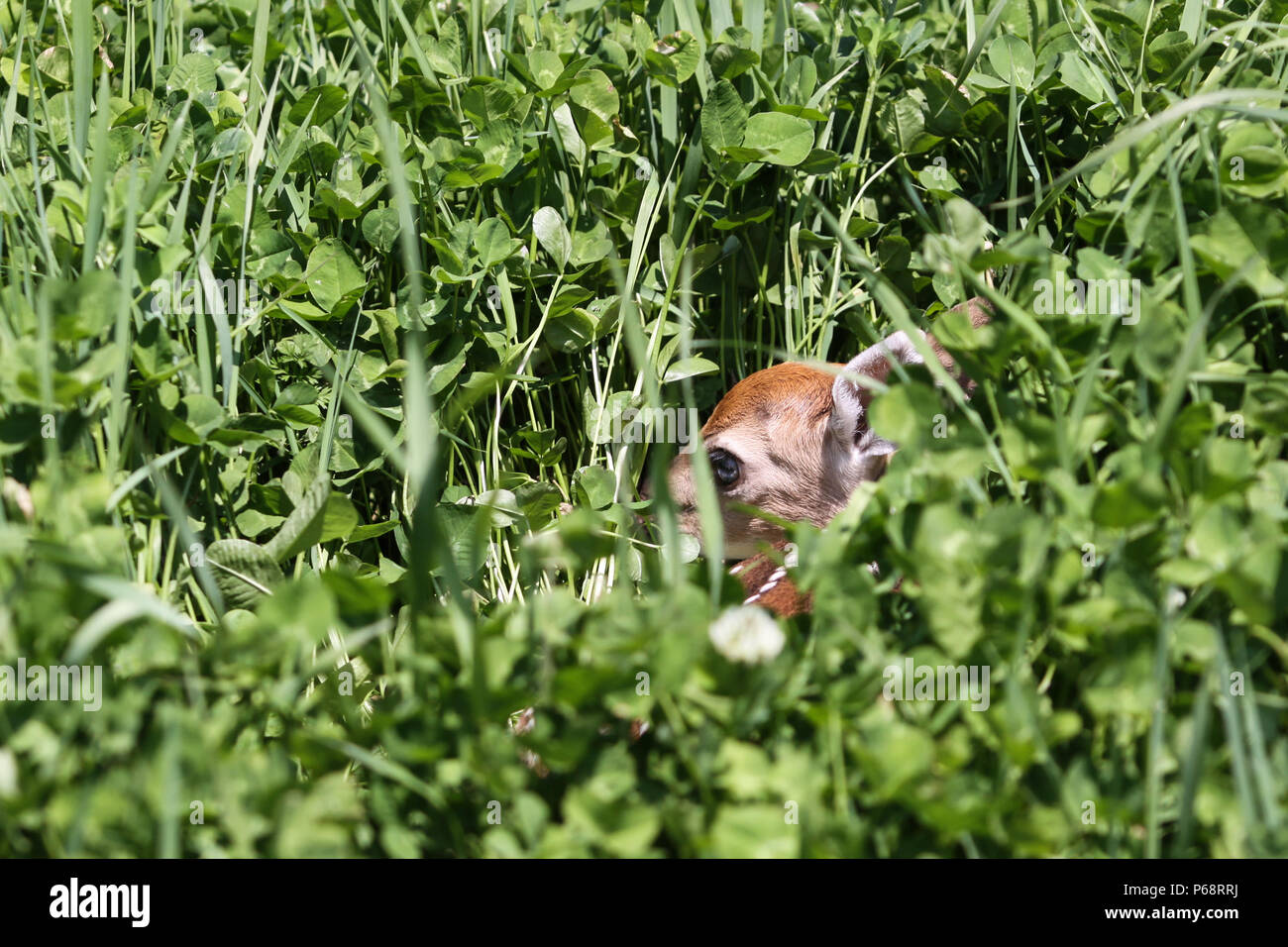 Baby Whitetail Deer Fawn im Klee Stockfoto