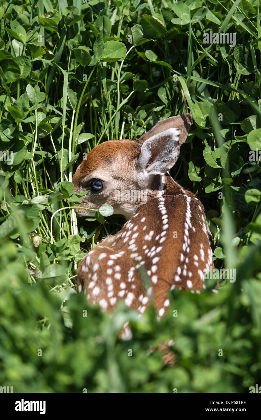 Baby Whitetail Deer Fawn im Klee Stockfoto