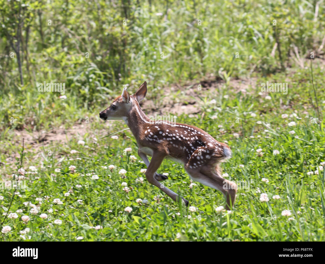 Baby Whitetail Deer Fawn im Klee Stockfoto