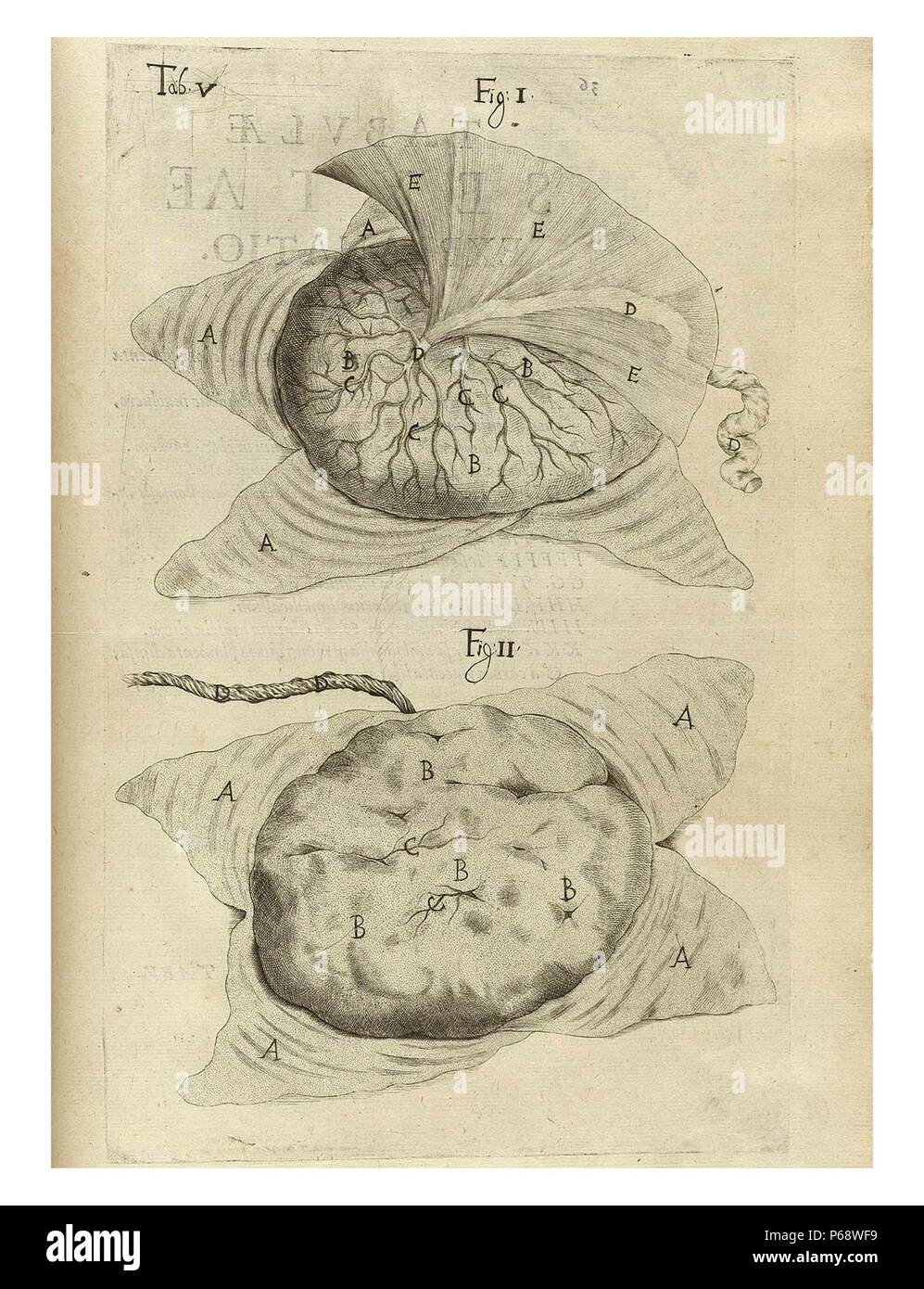 Anatomische Zeichnung einer Orgel von Adriaan van den Spiegel (1578-1625). Spiegel war eine flämische Anatom, die sich in Brüssel geboren wurde und praktizierte Medizin in Padua. Er gilt als einer der größten Ärzte mit der Stadt bekannt. Stockfoto