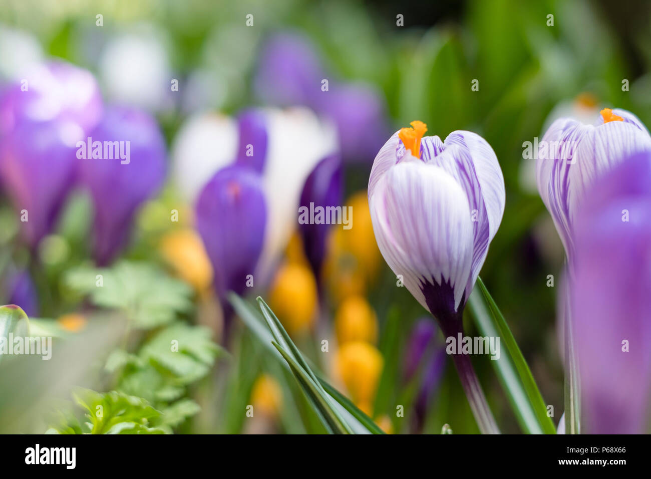 Frühling Hintergrund mit blühenden bunten Krokusse im Frühling Stockfoto