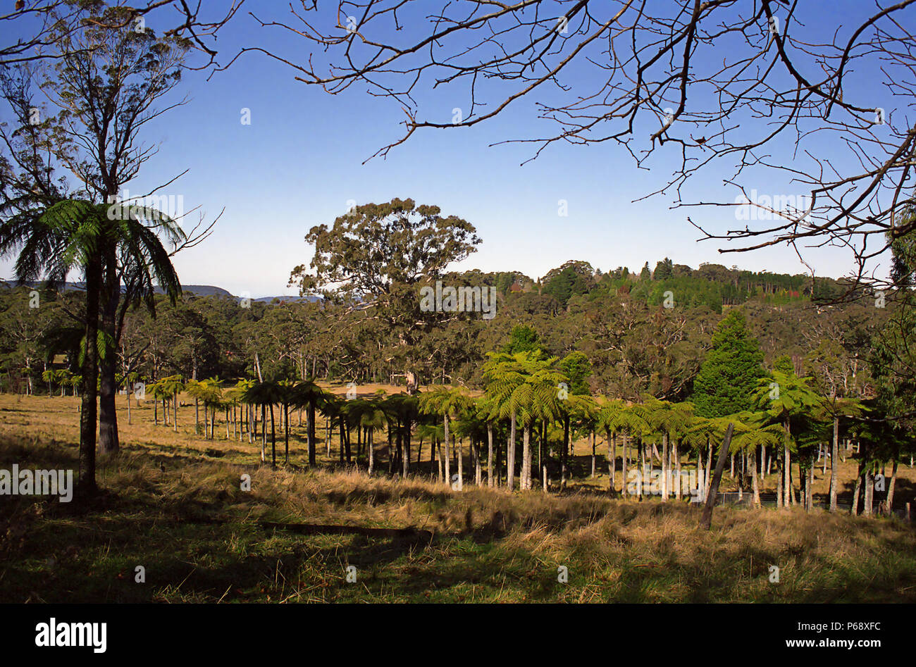 Baumfarne (Cyathea australis), Mount Wilson, Blue Mountains, NSW, Australien Stockfoto