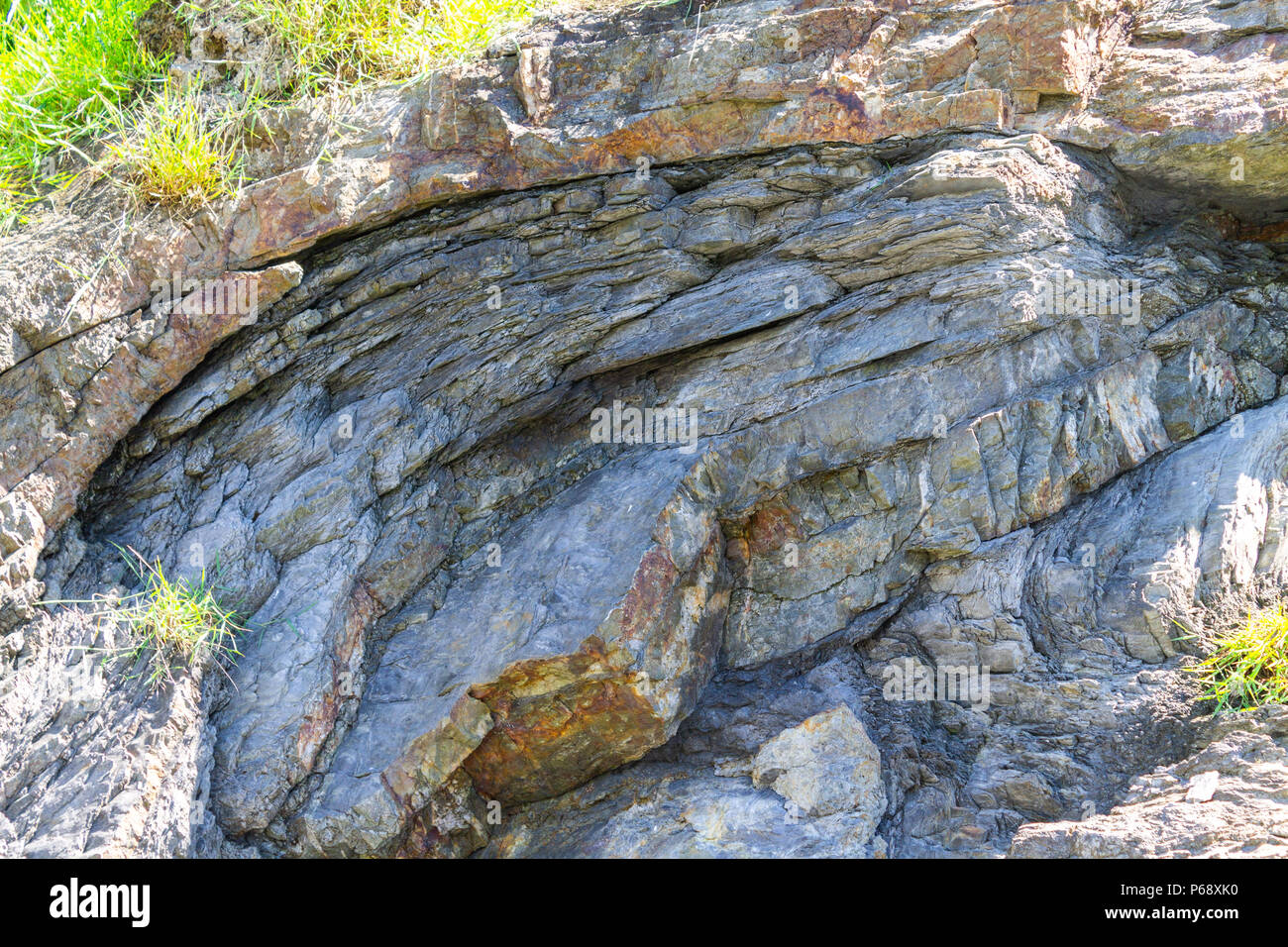 Gefaltete mudstone Antiklinale Gesteinsschichten mit Quarzadern auf einem exponierten Felsen an der Küste in West Cork, Irland durch geologische Bewegung gefaltet. Stockfoto