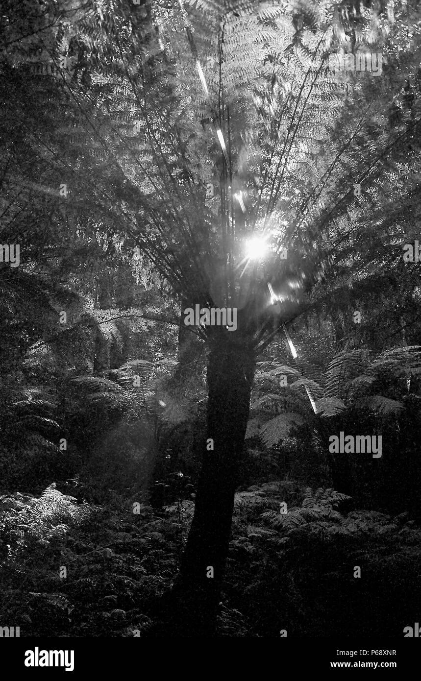 Kathedrale von Farnen, Mount Wilson, Blue Mountains, New South Wales, Australien: baumfarne (Cyathea australis). Schwarz und Weiss. Stockfoto