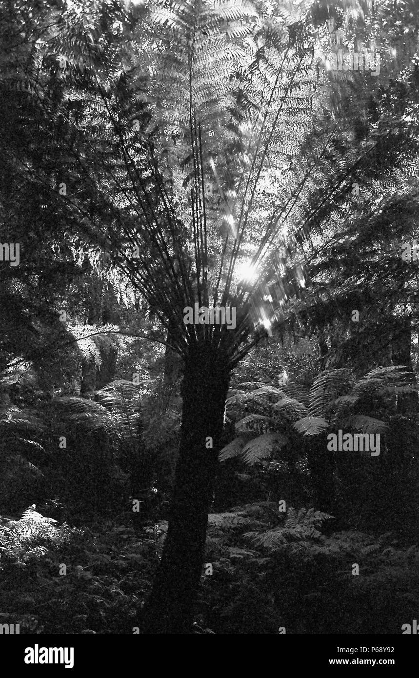 Kathedrale von Farnen, Mount Wilson, Blue Mountains, New South Wales, Australien: baumfarne (Cyathea australis). Schwarz und Weiss. Stockfoto