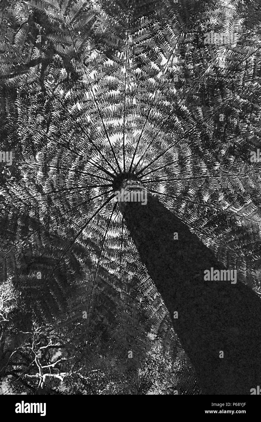 Kathedrale von Farnen, Mount Wilson, Blue Mountains, New South Wales, Australien: baumfarne (Cyathea australis). Schwarz und Weiss. Stockfoto