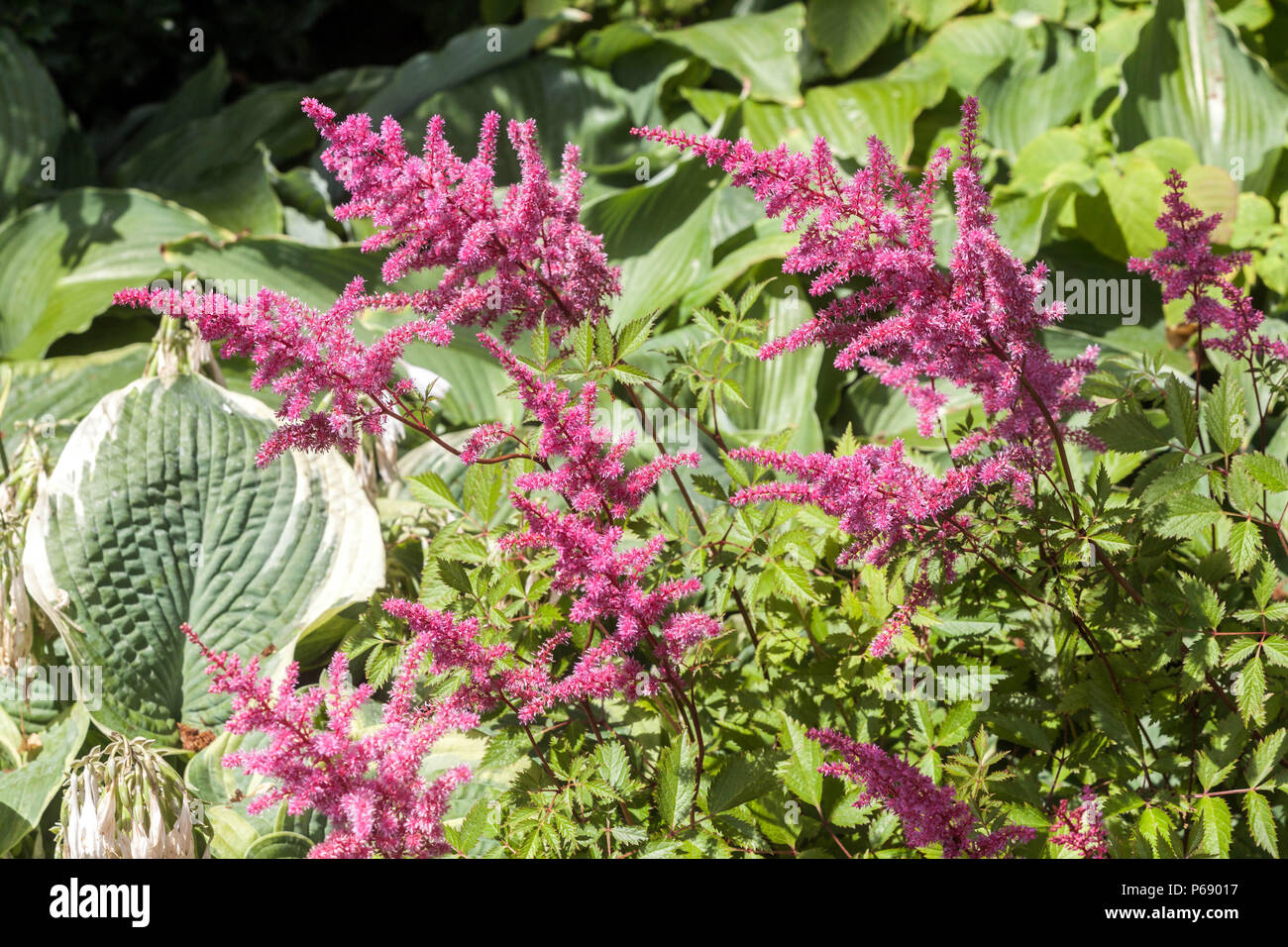 Astilbe x arendsii „Cattleya“, Hostablatt, violette Gartenblumen Juni Stockfoto