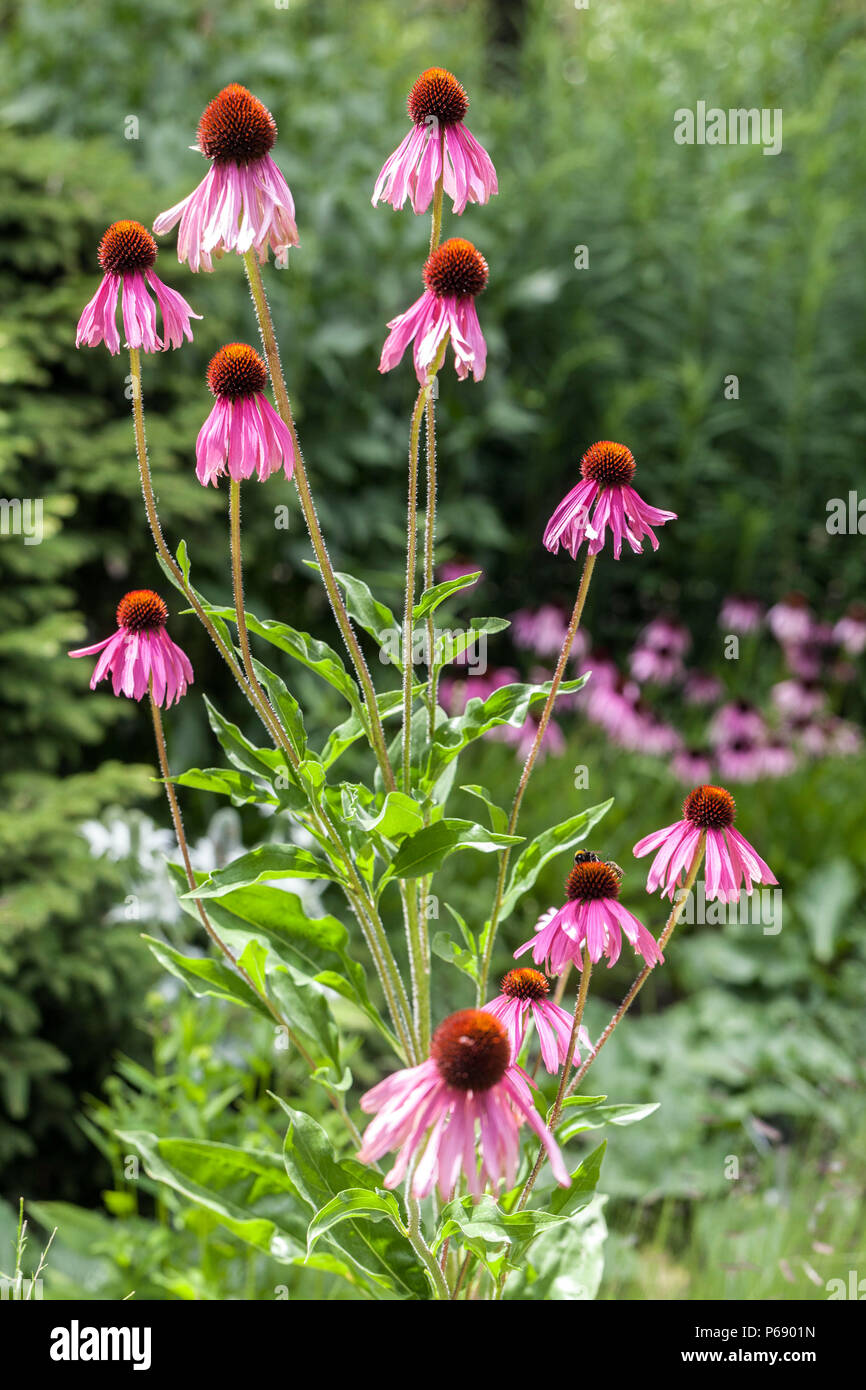 Sonnenhut, Echinacea purpurea in einem Garten Stockfoto