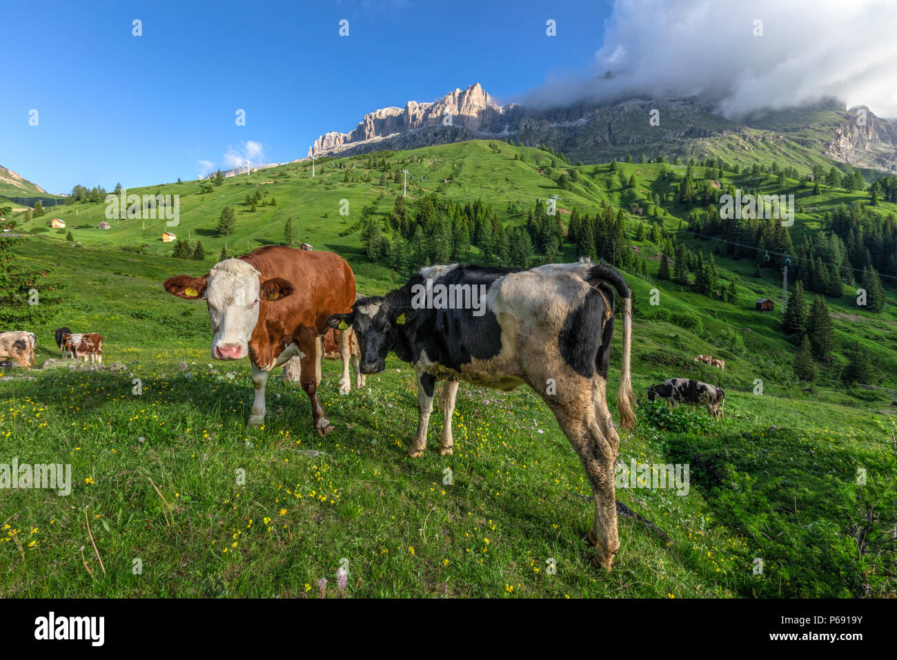 Kühe auf dem Passo di Sella, Dolomiten, Trentino, Alto Adige, Italien, Europa Stockfoto