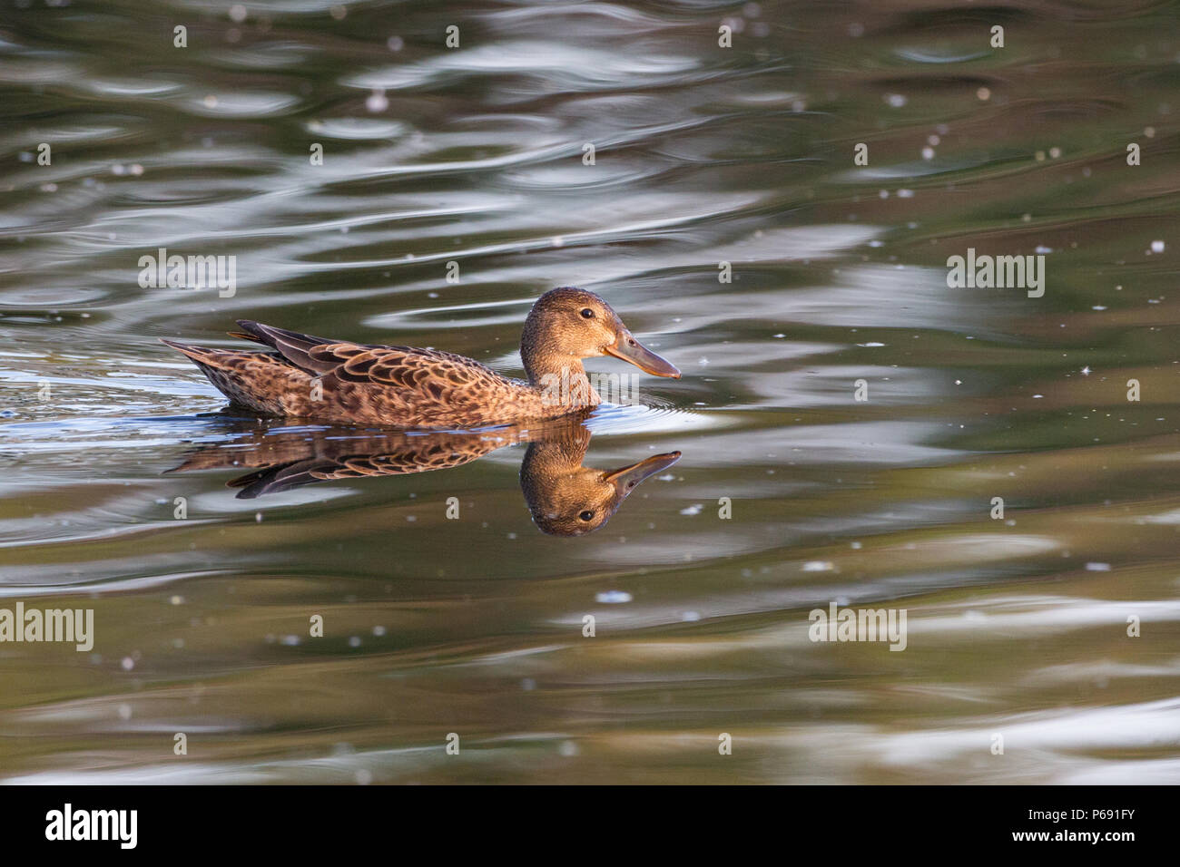 Eine Henne cinnamon Teal auf dem Wasser. Stockfoto