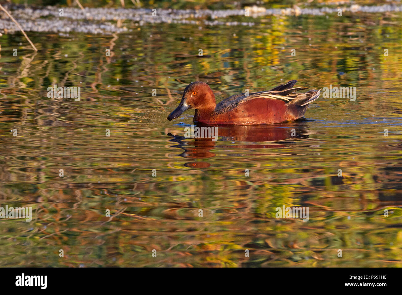 Ein Drake cinnamon Teal auf dem Wasser. Stockfoto