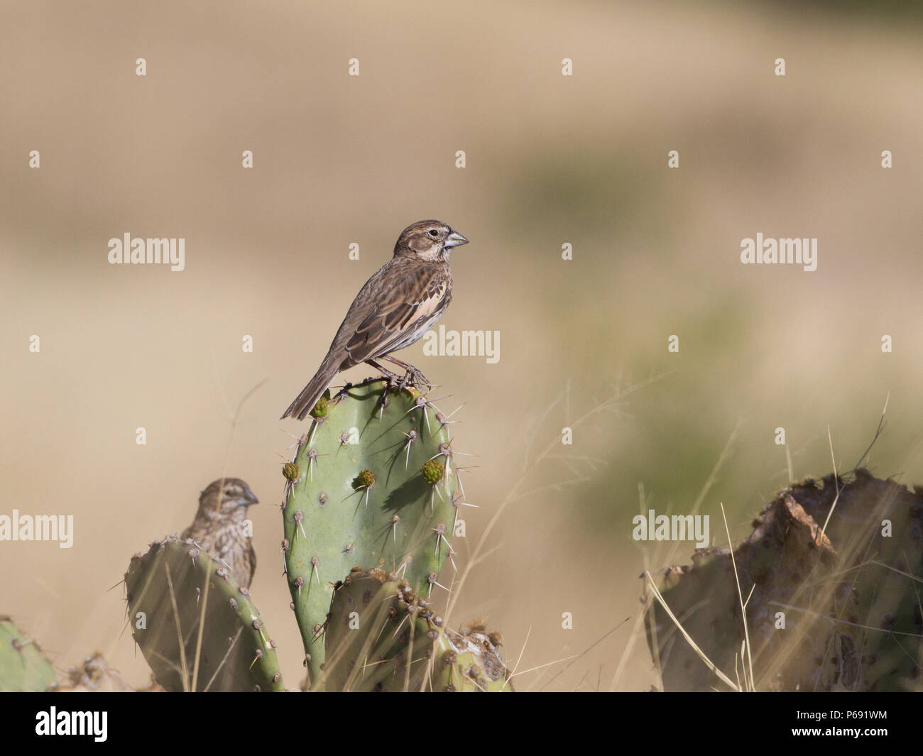 Eine Lerche Bunting auf einem feigenkakteen im südlichen Arizona, USA. Stockfoto