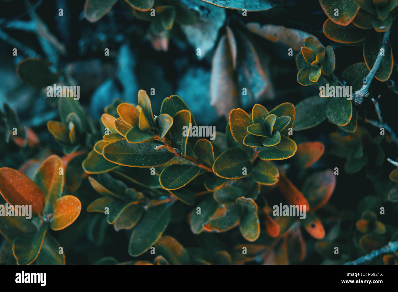 In der Nähe von buxus sempervirens Blätter auf der Außenseite Stockfoto