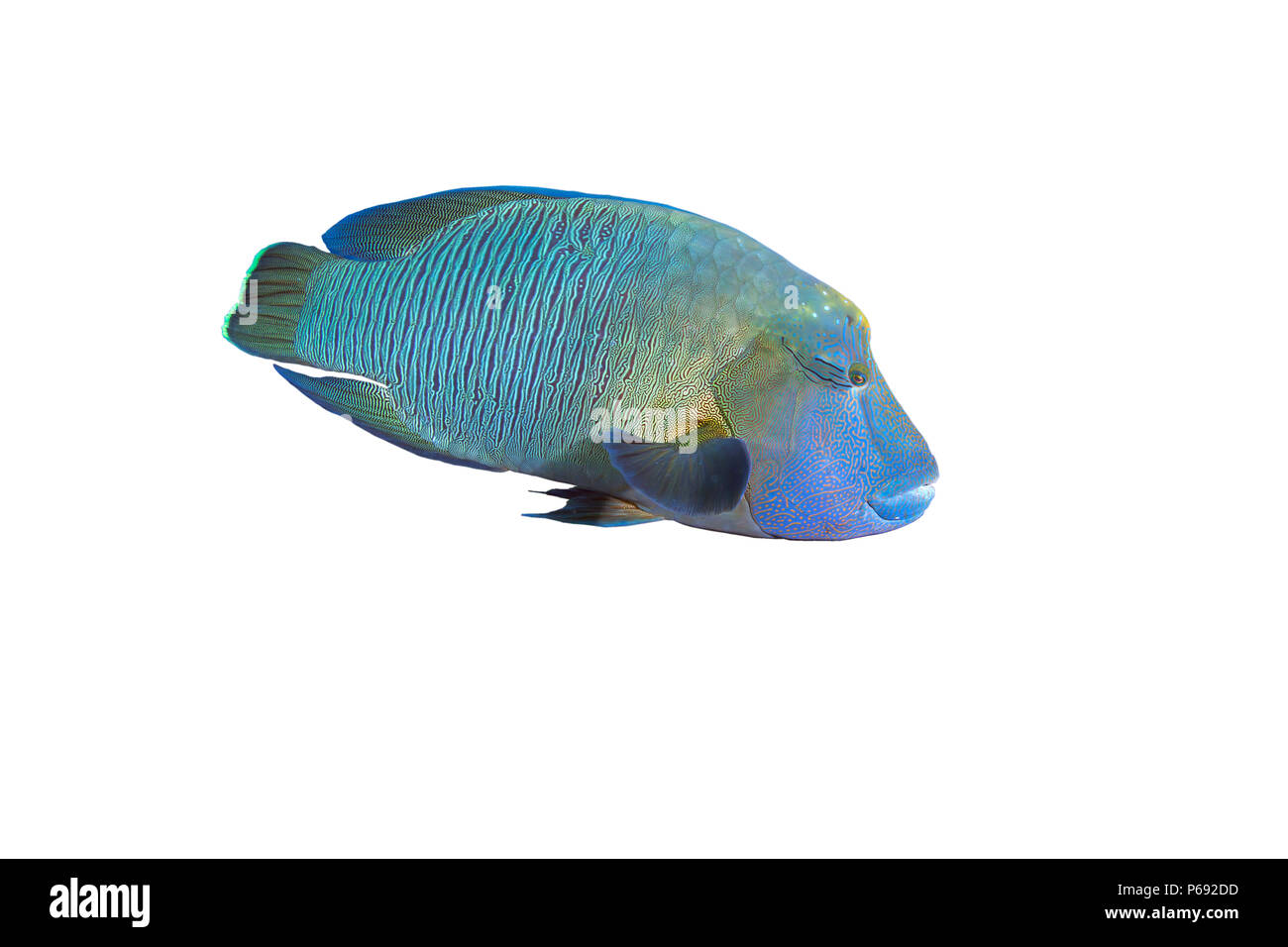 Napoleon oder humphead Lippfische (Cheilinus undulatus) auf weißem Hintergrund. Stockfoto