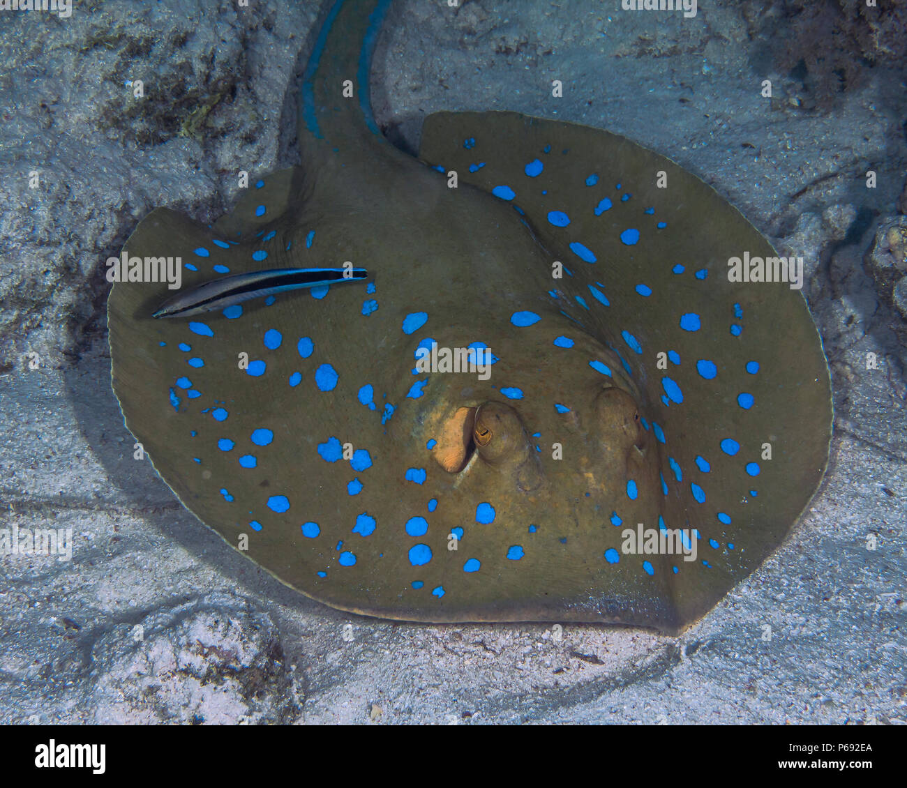 Blaupunktrochen (Taeniura lymma) gereinigt durch eine bluestreaked Cleaner wrasse (Labroides dimidiatus), während er auf dem Meeresboden. Red S Stockfoto