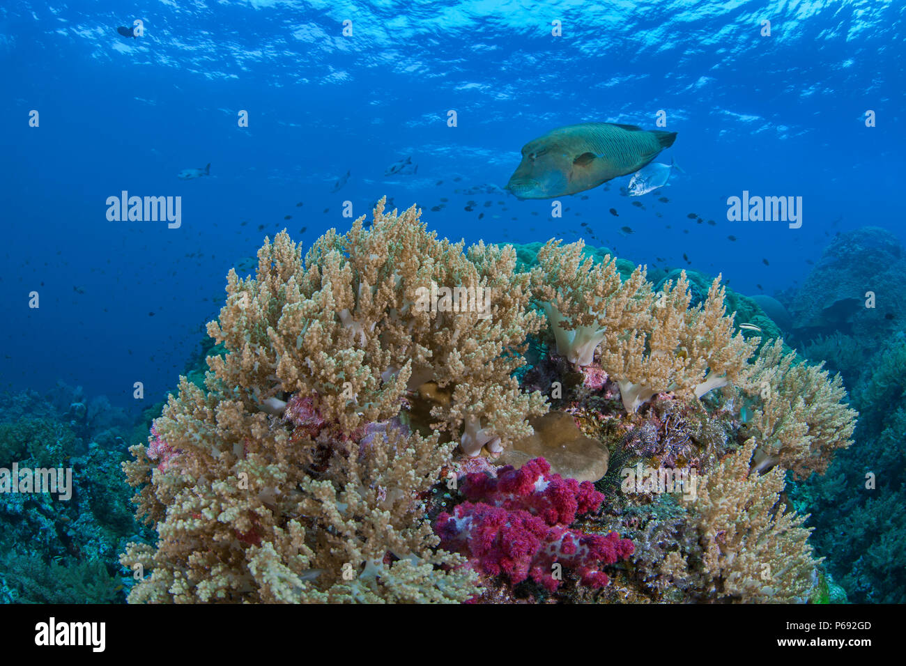 Napoleon oder humphead Lippfische (Cheilinus undulatus), begleitet von einem Fang von Makrelen (Caranx melampygus) Schwimmen über Riff mit Weichkorallen in foregrou Stockfoto