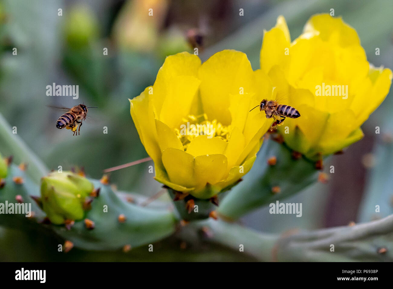 Besetzt die Bienen sammeln Pollen aus einem Kaktus Blume. Foto bei Galaxidhi in Griechenland. Stockfoto