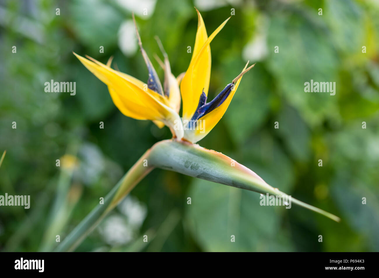 Golden mandela Anlage oder Paradiesvogel Blume Strelitzia reginae, in der Nähe Stockfoto